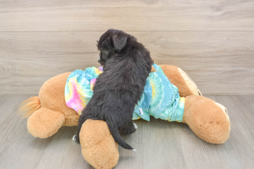 Little Yorkie Poodle Mix Poodle Mix Puppy