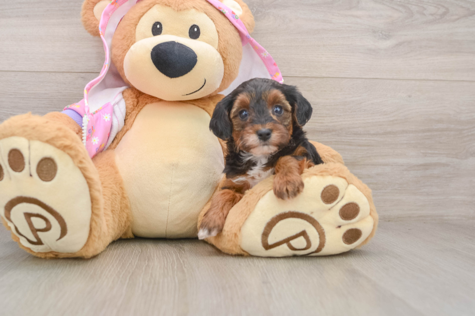 Small Yorkie Poo Baby