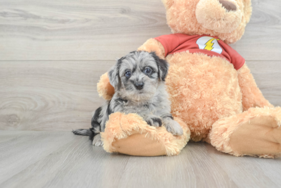 Adorable Yorkie Doodle Poodle Mix Puppy