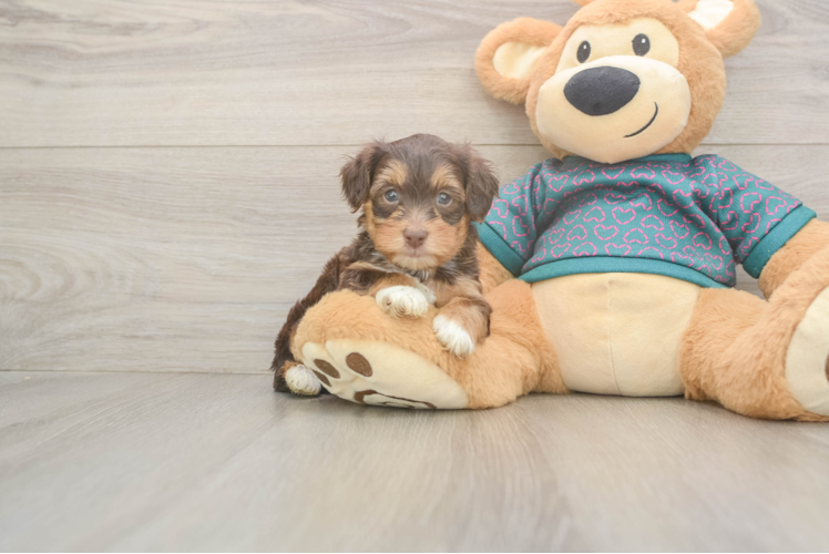 Yorkie Poo Pup Being Cute