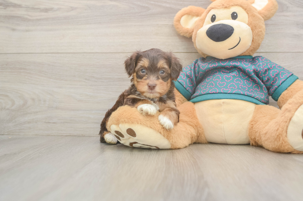 5 week old Yorkie Poo Puppy For Sale - Premier Pups