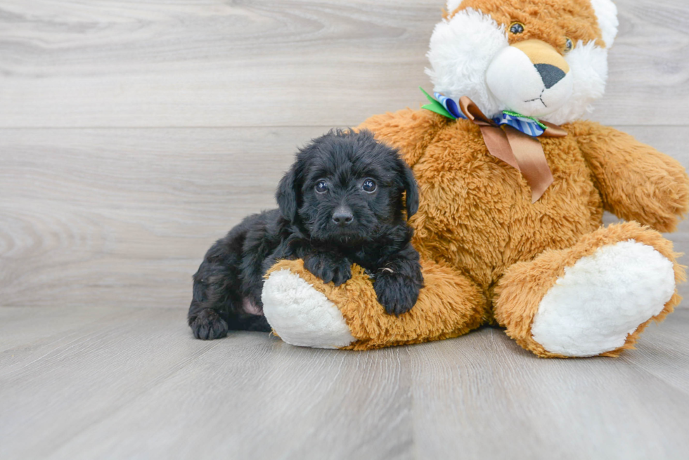 Yorkie Poo Puppy for Adoption