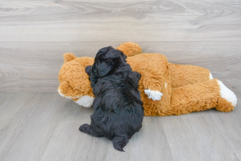 Hypoallergenic Yorkie Doodle Poodle Mix Puppy