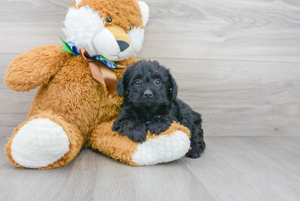 Cute Yorkie Poo Baby