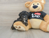 7 week old Yorkie Poo Puppy For Sale - Premier Pups