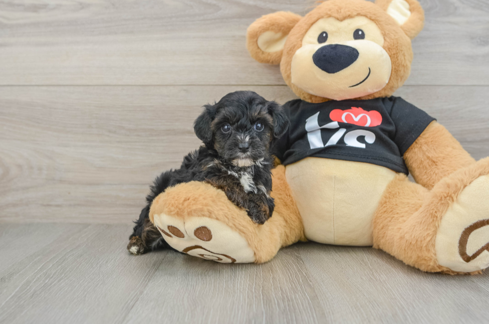 5 week old Yorkie Poo Puppy For Sale - Premier Pups