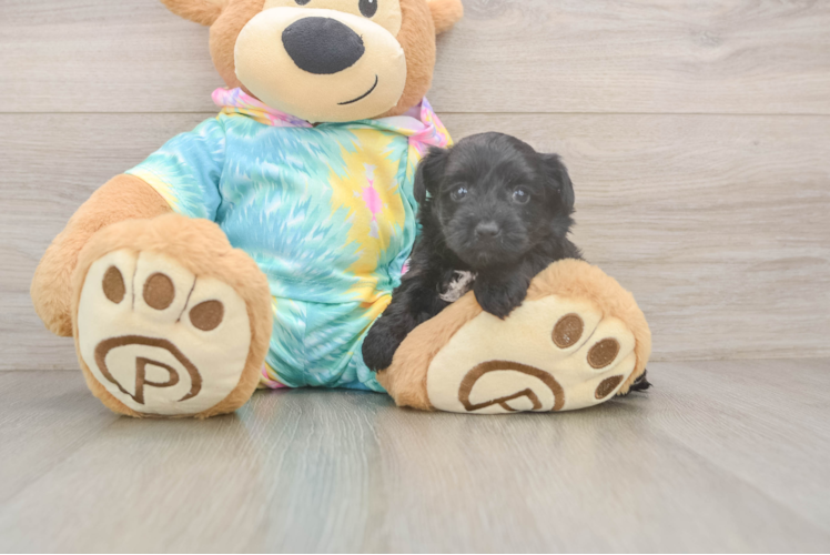 Popular Yorkie Poo Poodle Mix Pup