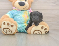 7 week old Yorkie Poo Puppy For Sale - Premier Pups