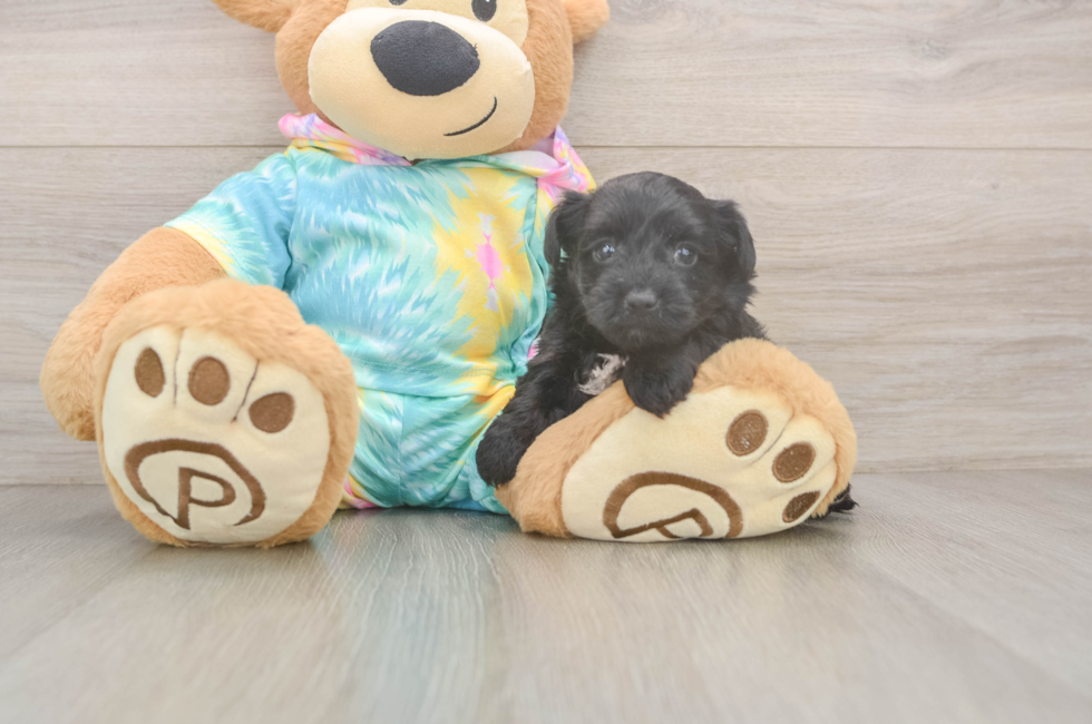 5 week old Yorkie Poo Puppy For Sale - Premier Pups