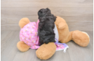 Cute Yorkie Poo Baby