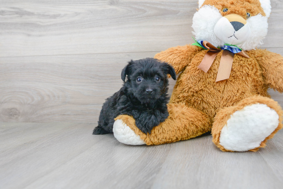 Adorable Yorkie Doodle Poodle Mix Puppy