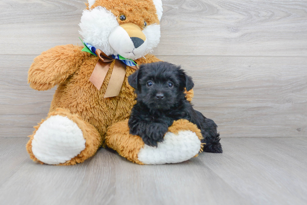 Petite Yorkie Poo Poodle Mix Pup