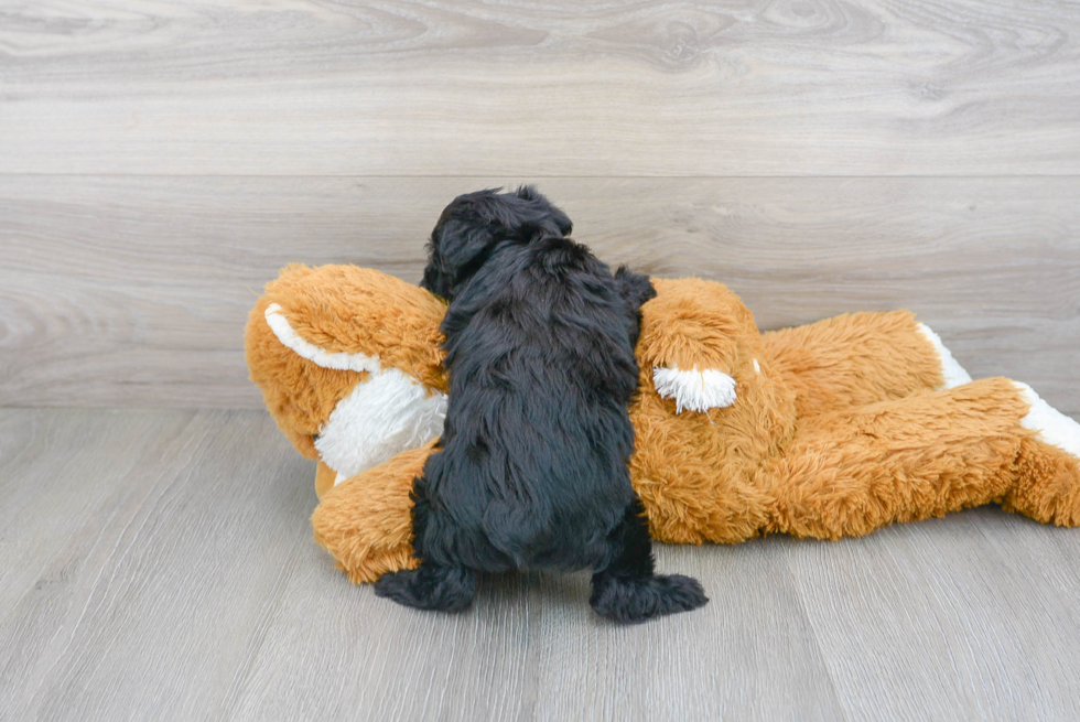 Little Yorkie Doodle Poodle Mix Puppy