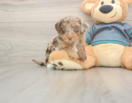 8 week old Yorkie Poo Puppy For Sale - Premier Pups