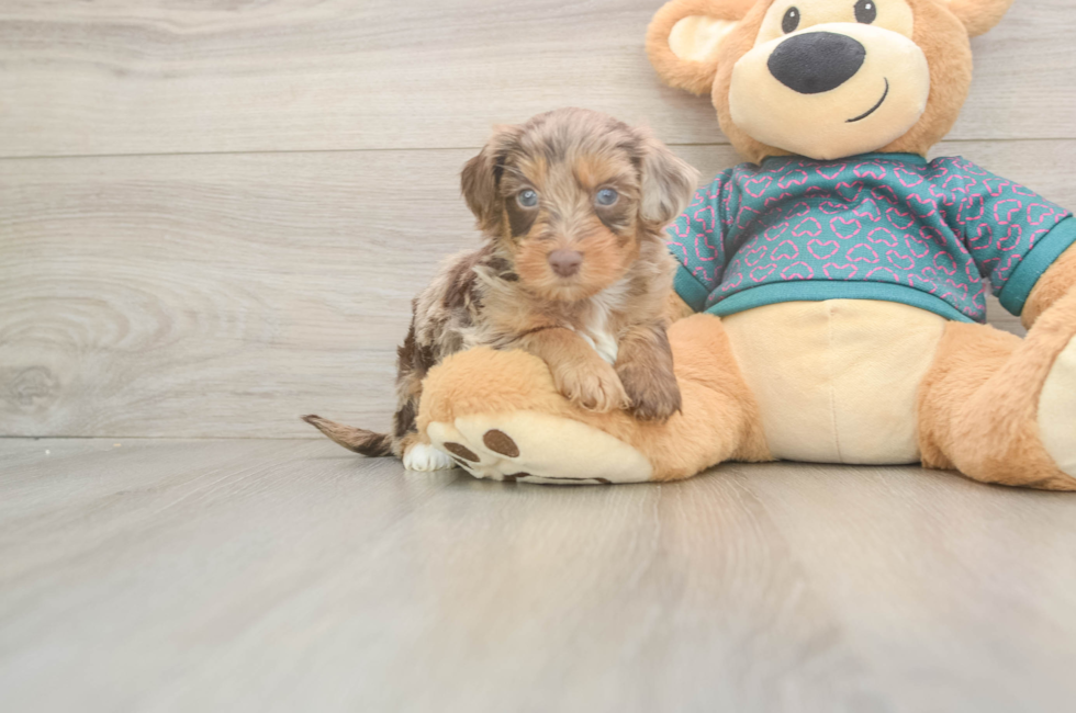 5 week old Yorkie Poo Puppy For Sale - Premier Pups
