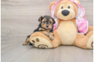 Cute Yorkie Poo Baby