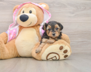 7 week old Yorkie Poo Puppy For Sale - Premier Pups