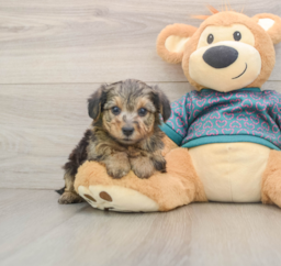 7 week old Yorkie Poo Puppy For Sale - Premier Pups