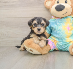 6 week old Yorkie Poo Puppy For Sale - Premier Pups