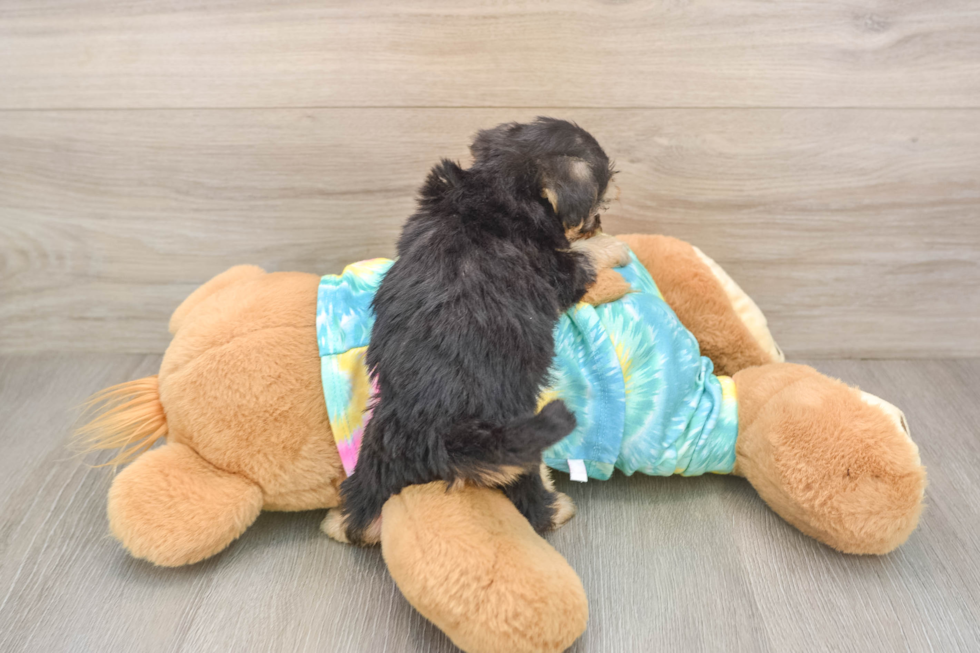 Energetic Yorkipoo Poodle Mix Puppy