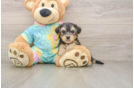 Yorkie Poo Puppy for Adoption