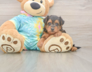 7 week old Yorkie Poo Puppy For Sale - Premier Pups