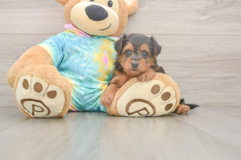 5 week old Yorkie Poo Puppy For Sale - Premier Pups