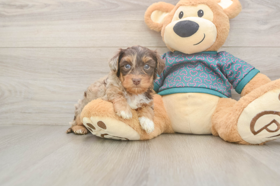 5 week old Yorkie Poo Puppy For Sale - Premier Pups