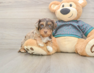 8 week old Yorkie Poo Puppy For Sale - Premier Pups 8 week old Yorkie Poo Puppy For Sale - Premier Pups