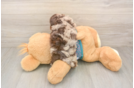 Yorkie Poo Puppy for Adoption