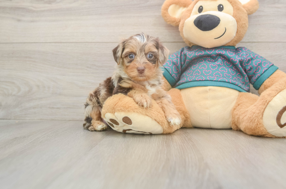 5 week old Yorkie Poo Puppy For Sale - Premier Pups