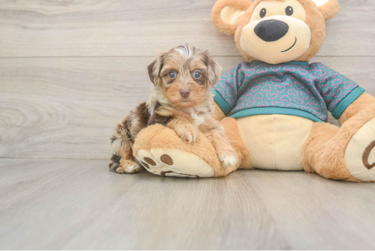Meet Zuma - our Yorkie Poo Puppy Photo  1/3 - Premier Pups Fluffy Yorkie Poo Poodle Mix Pup