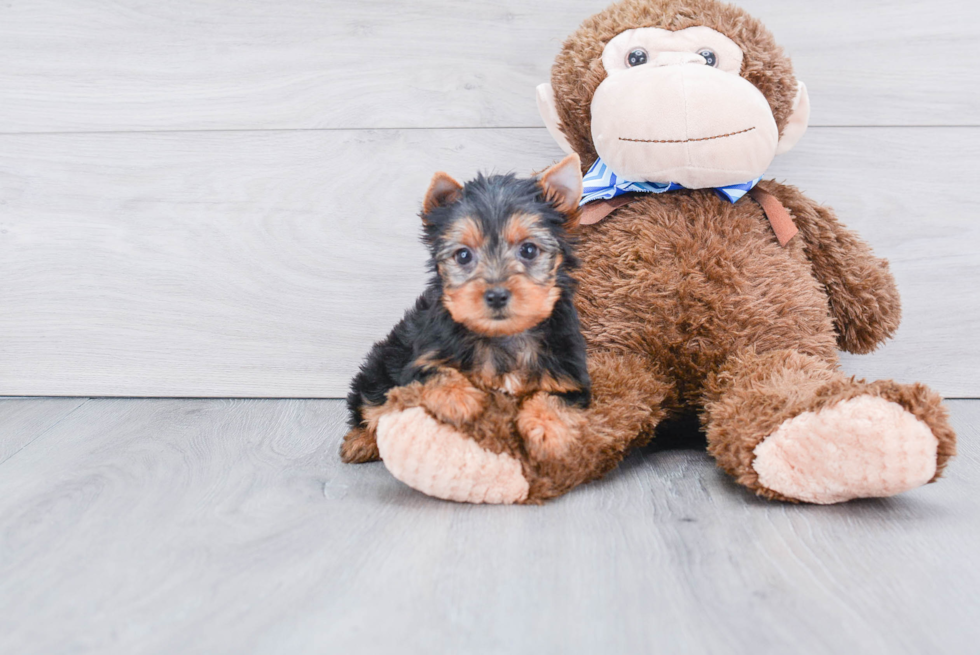 Meet Avery - our Yorkshire Terrier Puppy Photo 