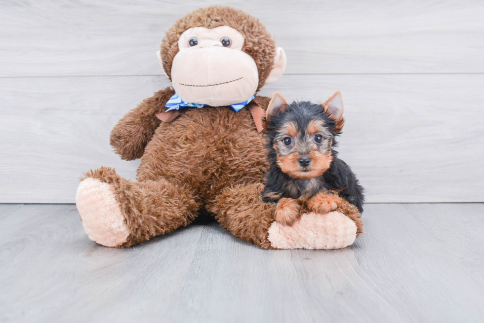 Meet Avery - our Yorkshire Terrier Puppy Photo 