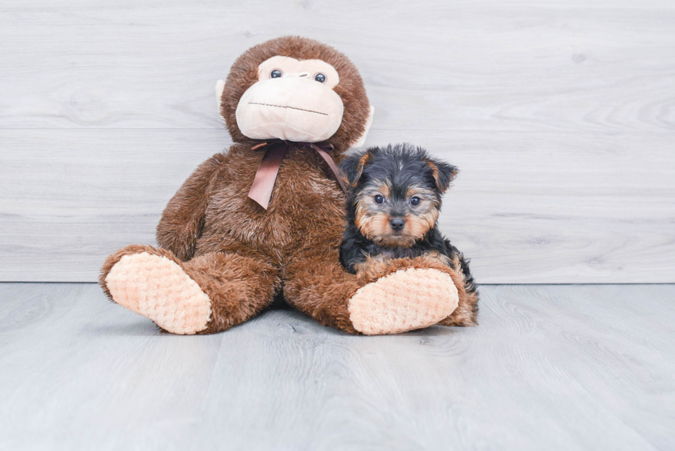 Meet Avery - our Yorkshire Terrier Puppy Photo 