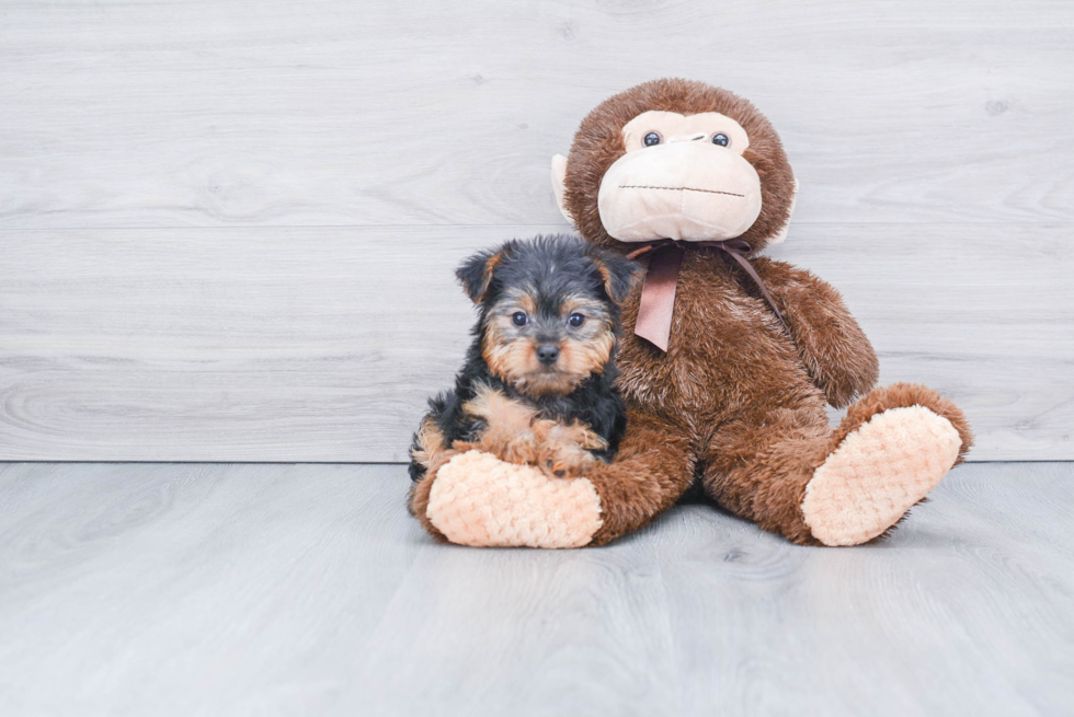 Meet Avery - our Yorkshire Terrier Puppy Photo 