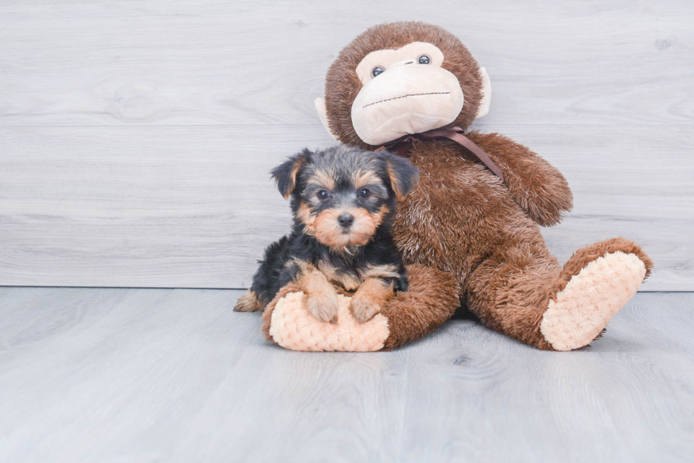 Meet Bella - our Yorkshire Terrier Puppy Photo 