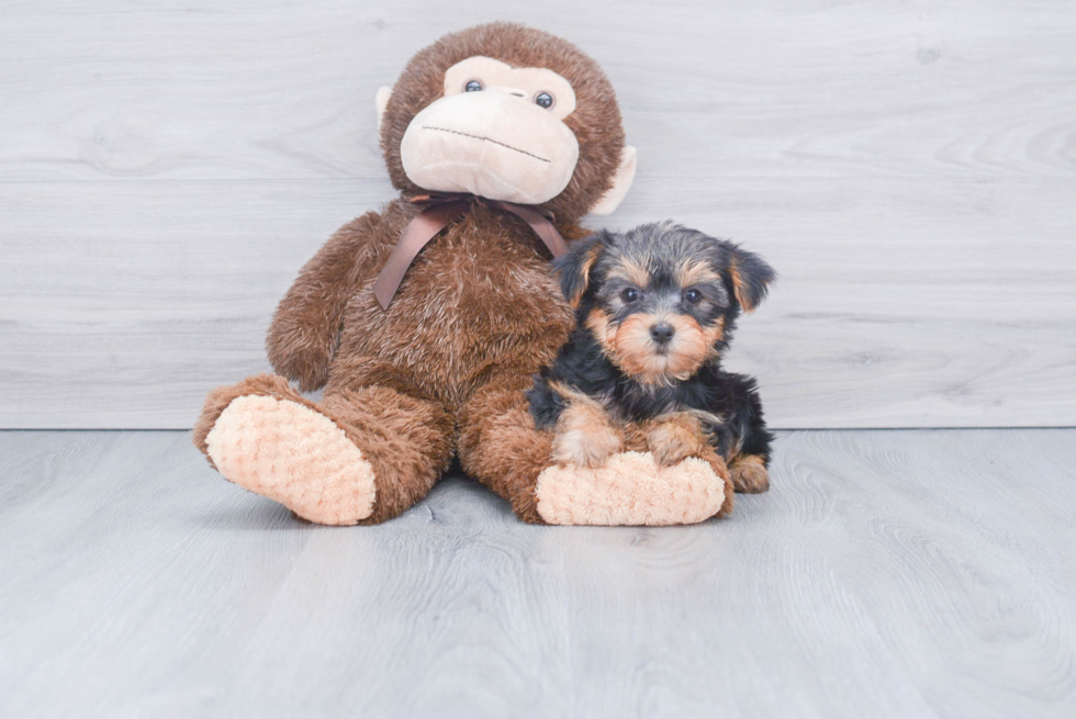 Meet Bella - our Yorkshire Terrier Puppy Photo 