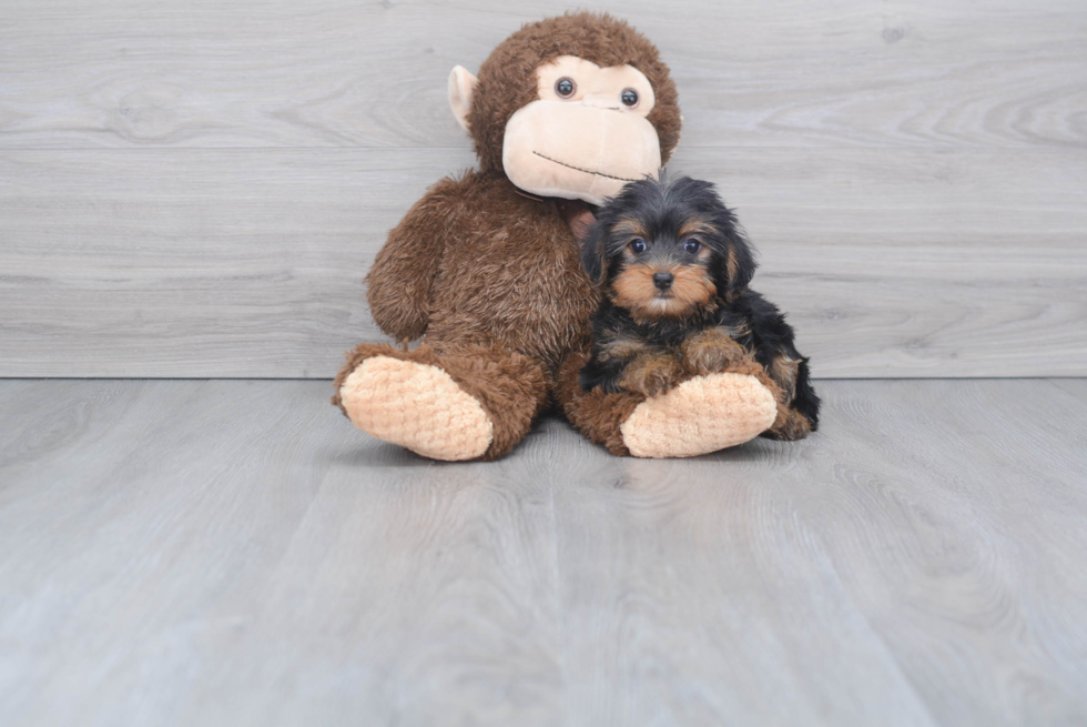 Meet Avery - our Yorkshire Terrier Puppy Photo 