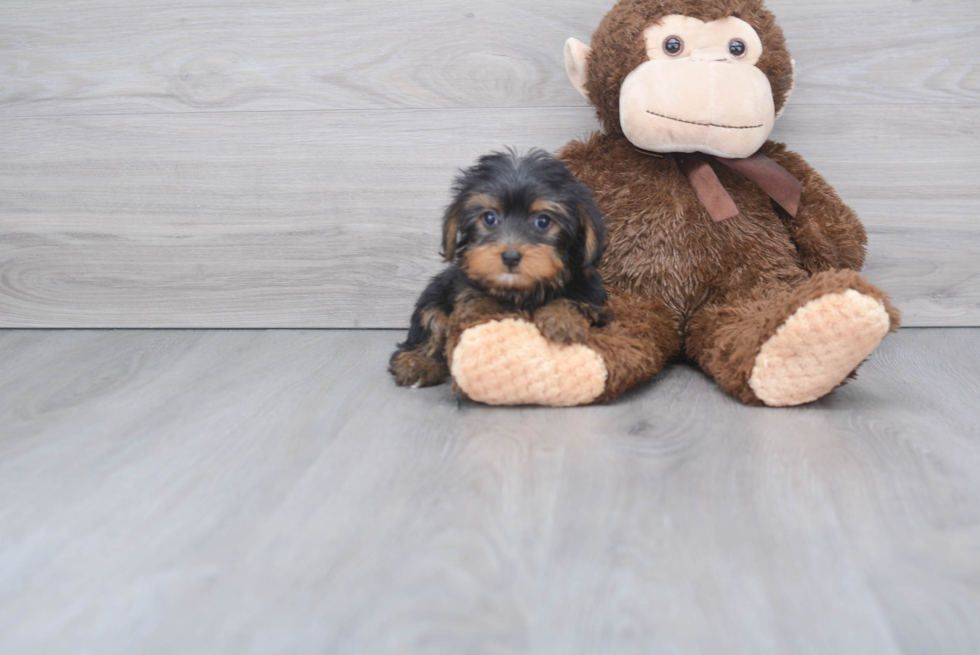 Meet Avery - our Yorkshire Terrier Puppy Photo 