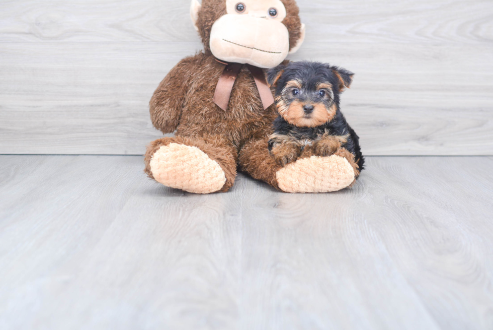 Meet Avery - our Yorkshire Terrier Puppy Photo 