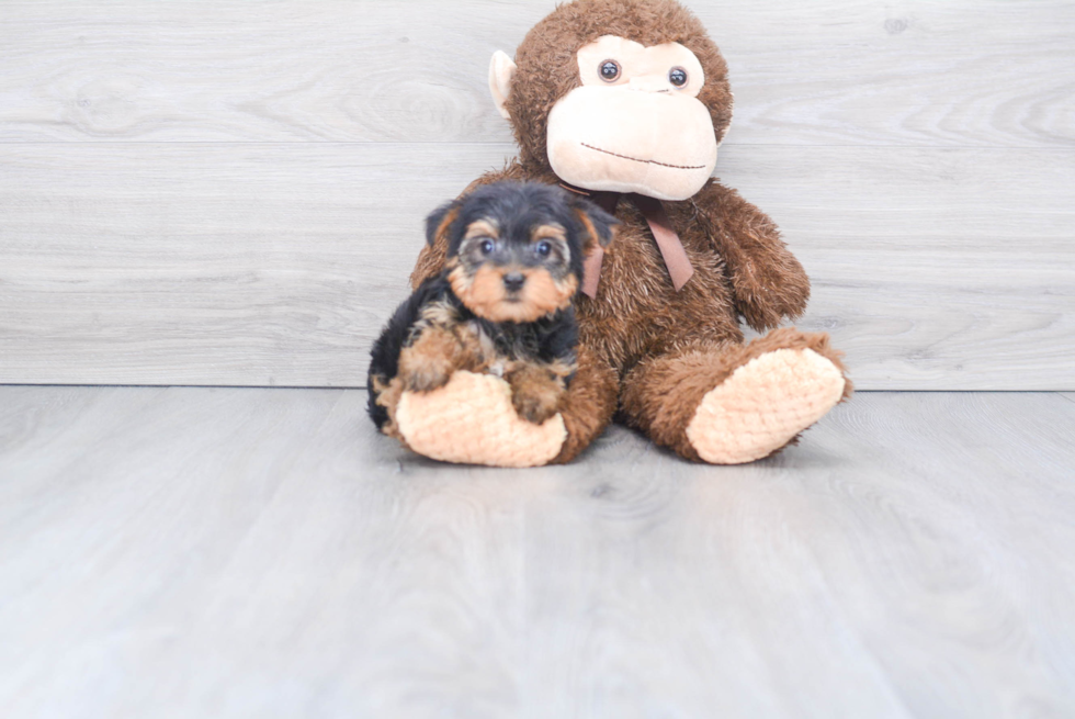 Meet Avery - our Yorkshire Terrier Puppy Photo 