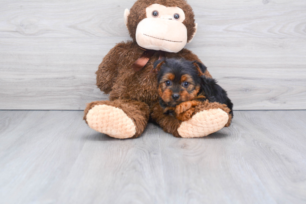 Meet Avery - our Yorkshire Terrier Puppy Photo 