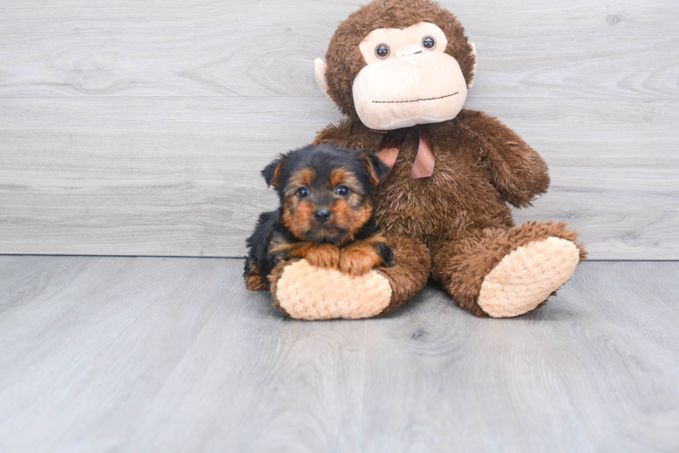 Meet Avery - our Yorkshire Terrier Puppy Photo 