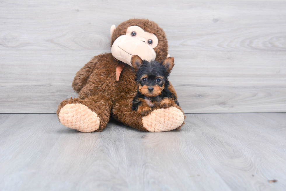 Meet Avery - our Yorkshire Terrier Puppy Photo 