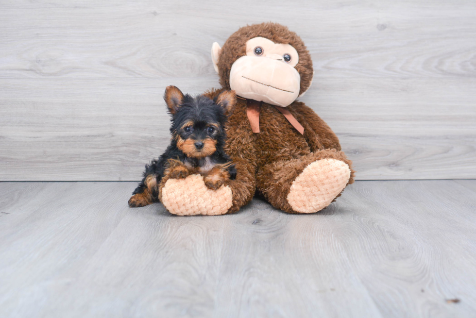 Meet Avery - our Yorkshire Terrier Puppy Photo 