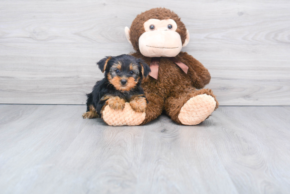 Meet Avery - our Yorkshire Terrier Puppy Photo 