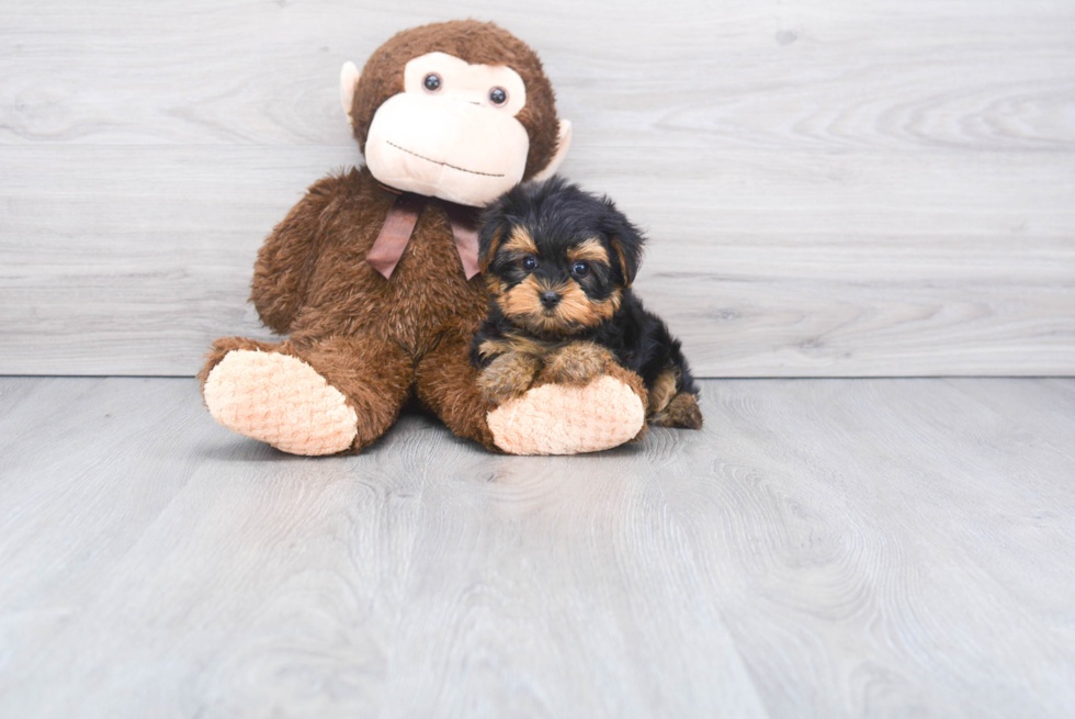 Meet Avery - our Yorkshire Terrier Puppy Photo 