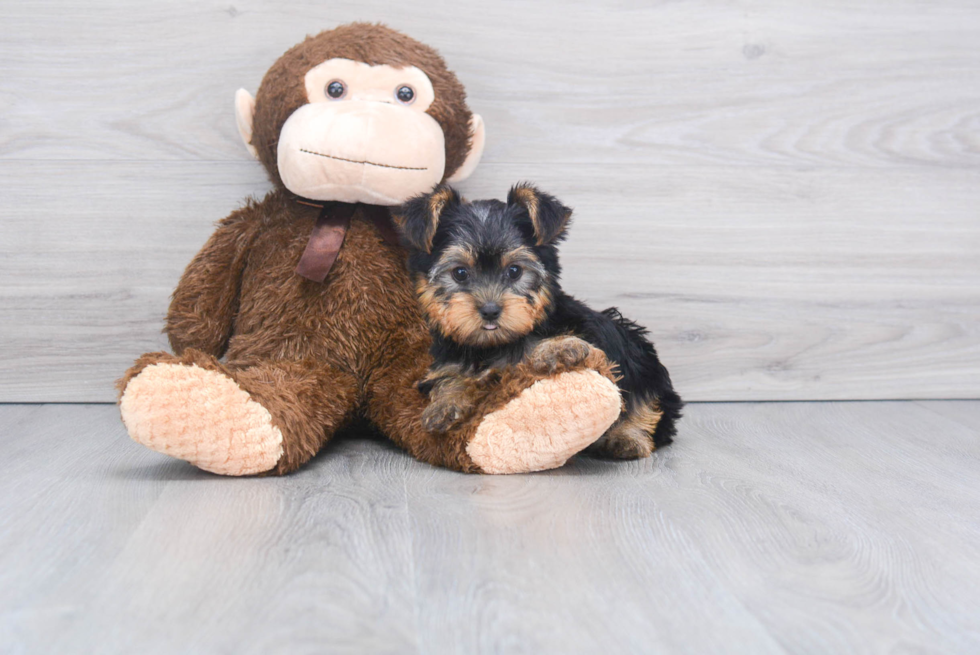 Meet Avery - our Yorkshire Terrier Puppy Photo 