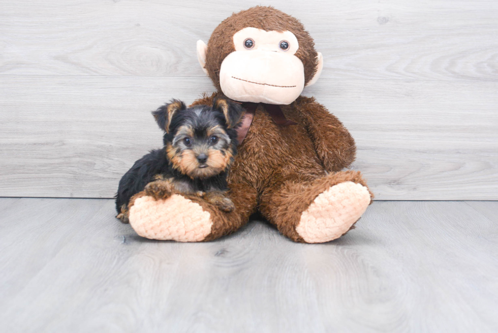 Meet Avery - our Yorkshire Terrier Puppy Photo 